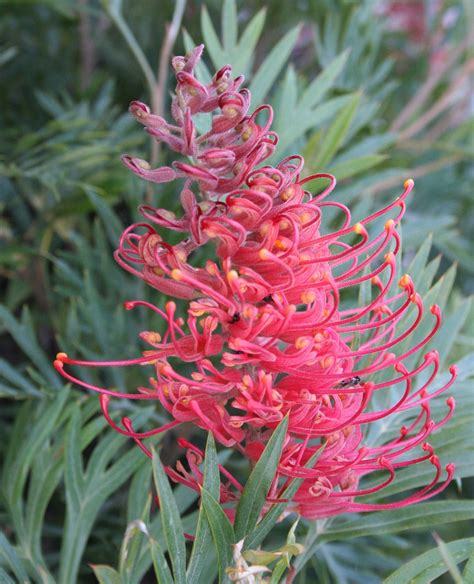 A Passion for Flowers: In the Field: Grevillea Flowers