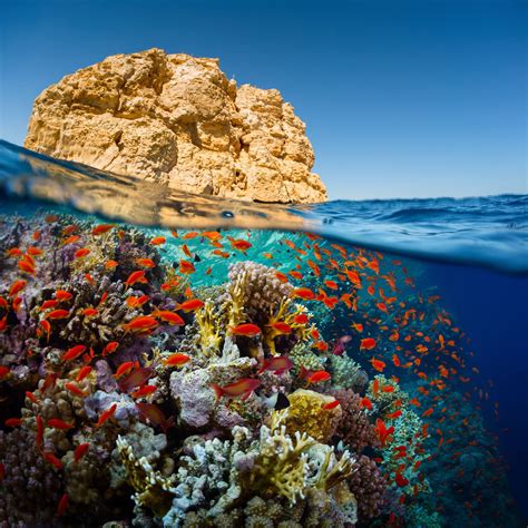 The Red Sea - Egypt's Hidden treasure