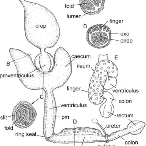 Gryllus bimaculatus, lining of proventriculus. SEM. (A) Entire inverted ...