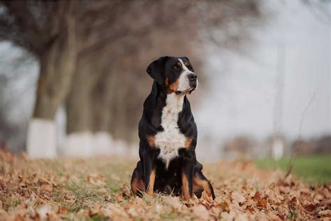 Top 4 Greater Swiss Mountain Dog Breeders In The U.S.