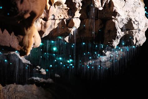 Glowworm Cave Essential | Tours - Spellbound Glowworm Cave Tours