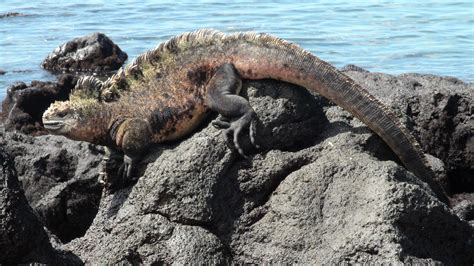 Marine Iguana – Facts, Size, Diet, Pictures