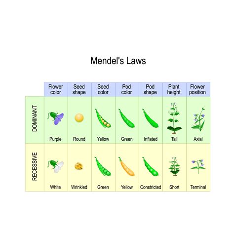 Mendel's Law & Mendelian Genetics - Biology Online Tutorial