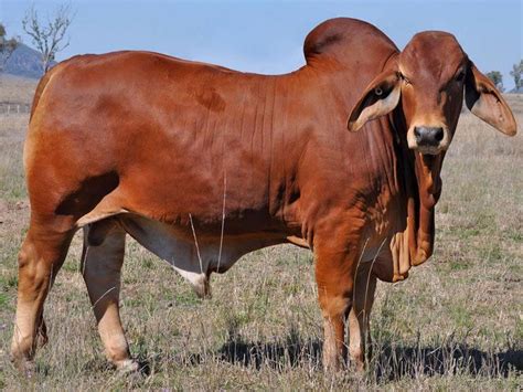 Brahman Cattle – ajunggroup.com