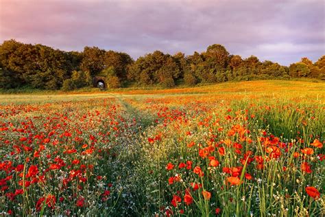 Wildflower Field Wallpapers - 4k, HD Wildflower Field Backgrounds on ...