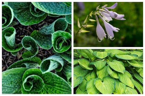 49 Hostas for Sunny Locations | Empress of Dirt