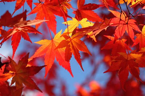 Momiji (Autumn Leaves) もみじ | 山梨県道志村 | Takashi Mizoguchi | Flickr