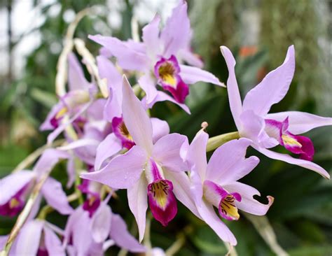 10 Easy-to-Grow Orchid Types for Your Indoor Garden - Orchid Resource ...