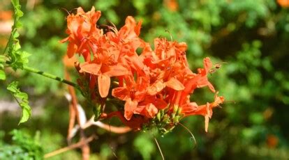 How to Plant, Grow, and Care for Cape Honeysuckle