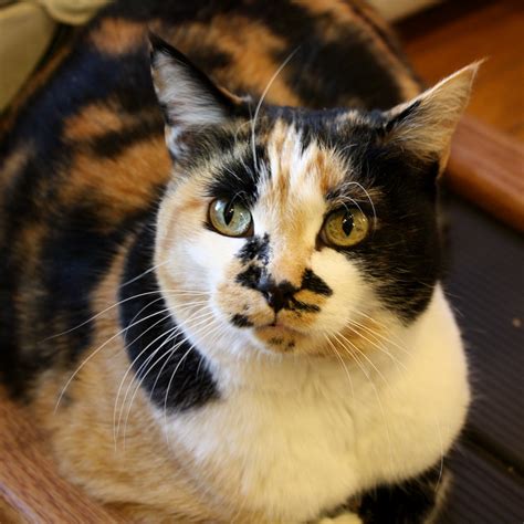 Calico Cat Closeup – Photos Public Domain