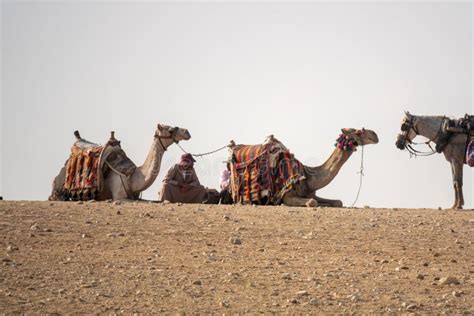 Camel Ride in the Desert Cairo Egypt Stock Image - Image of riding ...