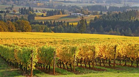 The Best Wineries to Visit in Oregon