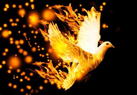 What Does It Mean When A Dove Is On Fire? (6 Spiritual Meanings)