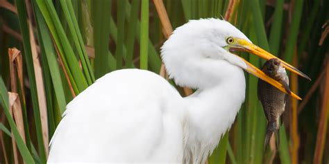 Bird, Beaks, and Adaptations | Metroparks Toledo