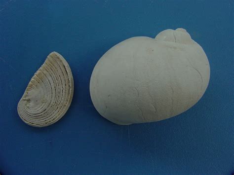 Naticarius plicatella with operculum fossil snail shell af4 : Southern ...