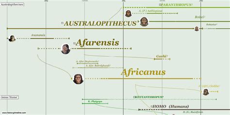 Human Evolution Timeline - HistoryTimeline.com