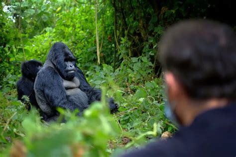 Gorilla Trekking in Rwanda - An Out of the Ordinary Travel Experience ...