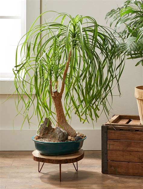 Try These 24 Easy-to-Grow Houseplants With Low Watering Needs | Plants ...