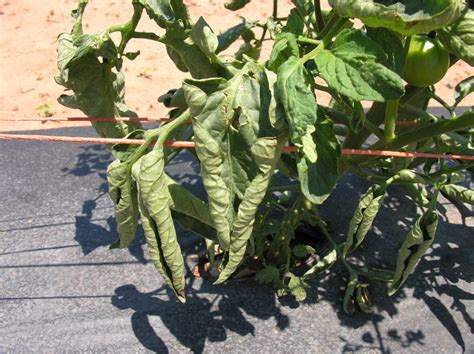 Curling Tomato Leaves? Here’s What to Know! | N.C. Cooperative Extension