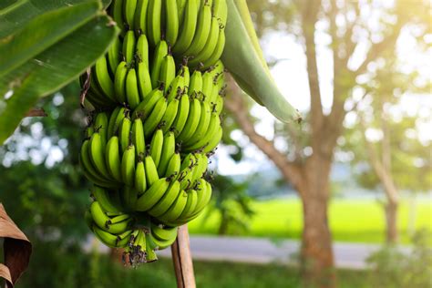 A Guide to Dwarf Cavendish Banana Trees