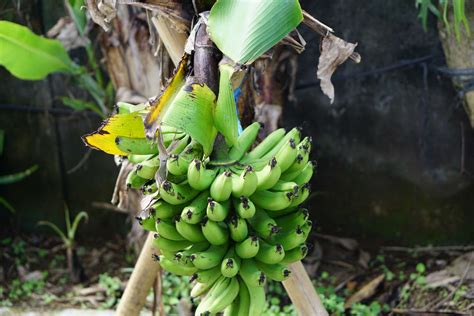 Plantain Trees: Care and Growing Guide