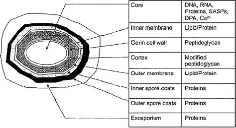 Bacterial Spore: structure, types, sporulation and germination - Online ...