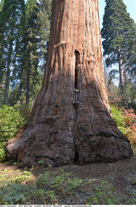 Methuselah Tree - Famous Redwoods