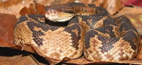 Bushmaster, meet the largest pit viper in the world - Snake Facts