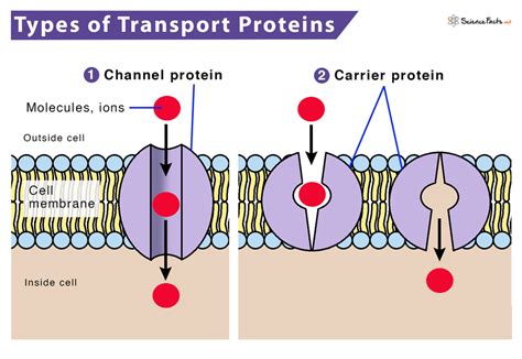 Explain the Differences Between the Two Types of Transport Proteins