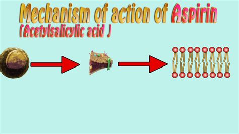 Aspirin - mechanism of action, acetylsalicylic acid action mechanism ...