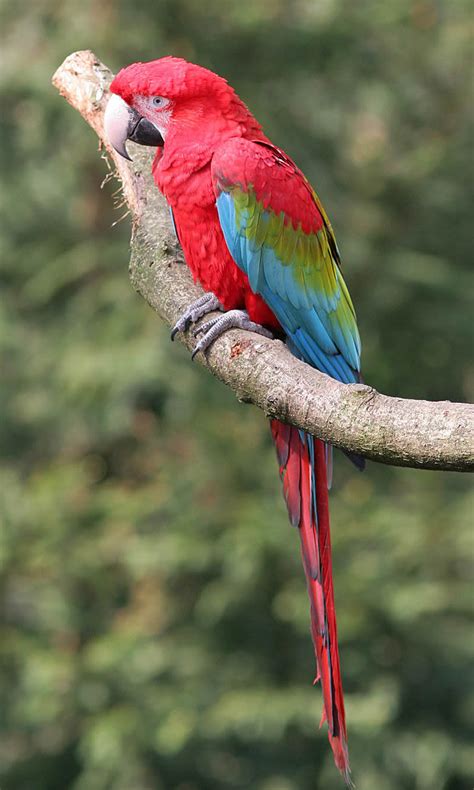 Green Wing Macaw - red and green macaw as Pets - Pets Australia