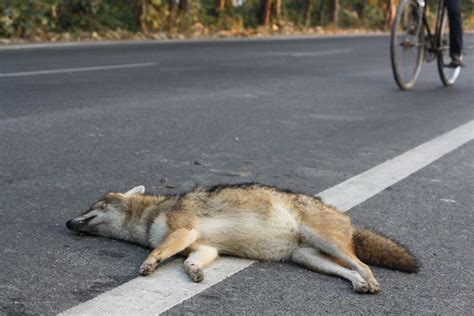 Road kill of Indian Jackal on NH-121, Corbett landscape, Uttarakhand ...