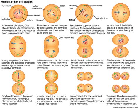 Anaphase | Definition, Mitosis, Summary, & Facts | Britannica