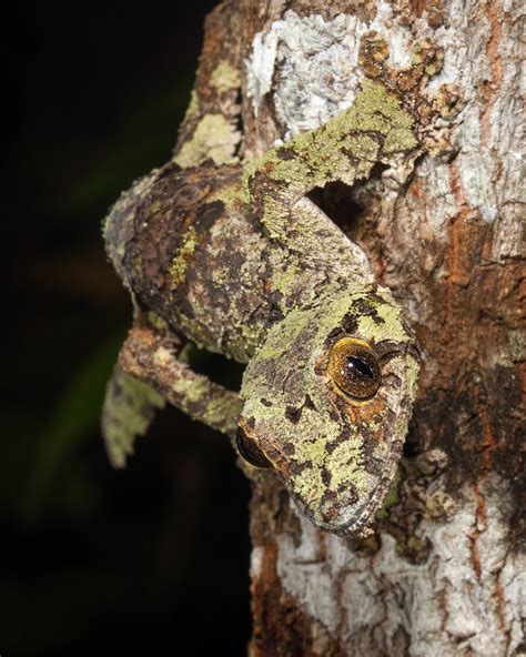 Leaf-Tailed Gecko in Mossy Camouflage | Sean Crane Photography