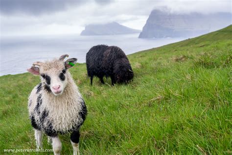 Faroe Islands Sheep – Peter's Travel Blog