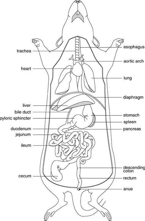 Label The Structures Of The Dissected Rat