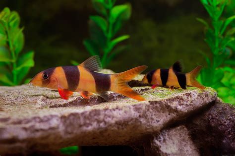 Clown Loaches. | Tropical freshwater fish, Clown loach, Aquarium fish