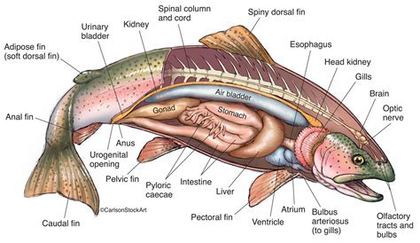 Bony Fish Anatomy - Rainbow Trout 2 | Carlson Stock Art