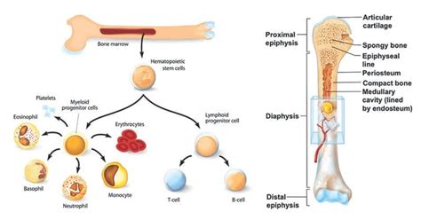 Bone Marrow- Types, Structure and Functions