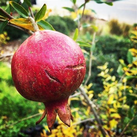 Pomegranate Harvest 2018 via Instagram – A Gardener's Notebook