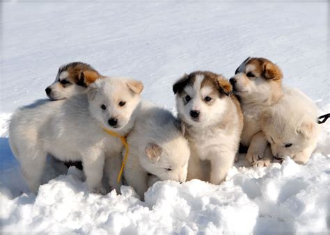 Cute Winter Puppy Wallpapers on WallpaperDog