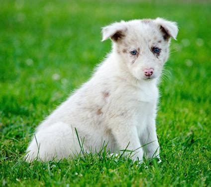 Border Collie Puppies-RED Merle-Registered-Ready now~ for Sale in ...