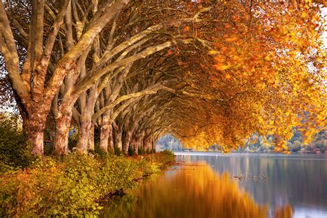 Wallpaper Autumn Nature reflected river Branches Trees