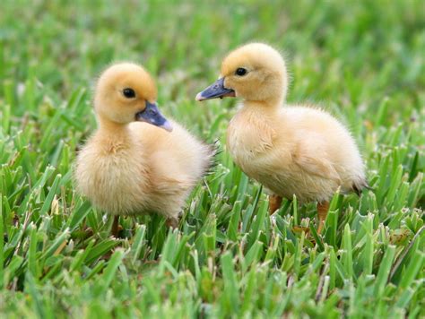 two ducks | Ducklings, Muscovy ducklings, Cute animals