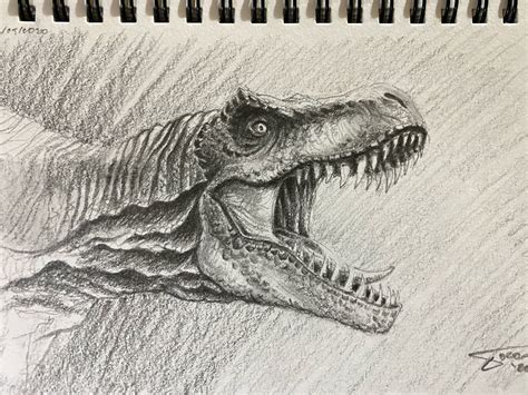 Tyrannosaurus Rex Drawing