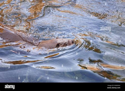 Wild otter swimming on a river. Wildlife nature background. Wetland ...