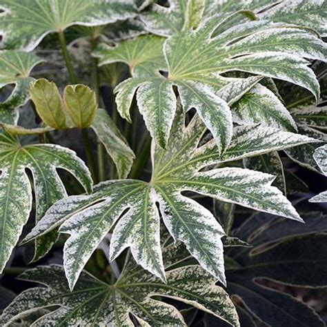 Fatsia japonica Spiders Web - Beechmount Garden Centre