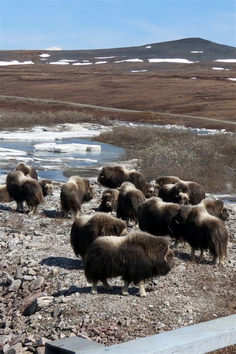 Seward Alaska Wildlife Tours | Alaskan NW Adventures