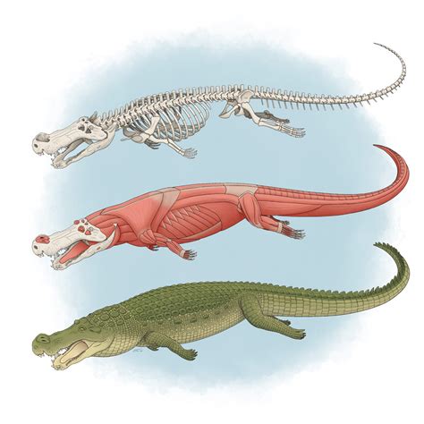 Types Of Crocodiles And Alligators