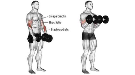 15 Best Dumbbell Bicep Exercises to Sculpt Your Arms